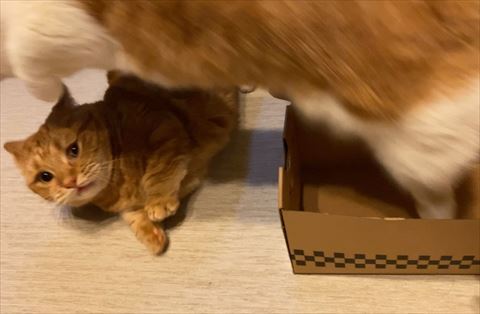 猫