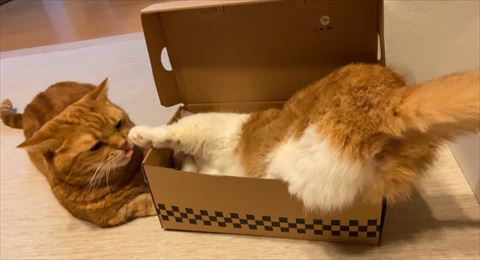 猫