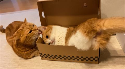 猫