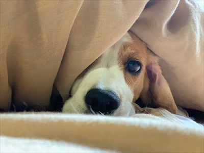 犬をしまえ