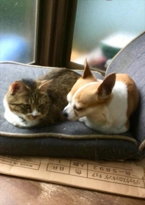 犬をしまえ