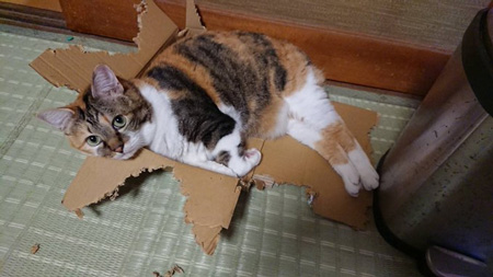 箱ねこ