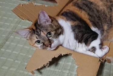 箱になってない猫