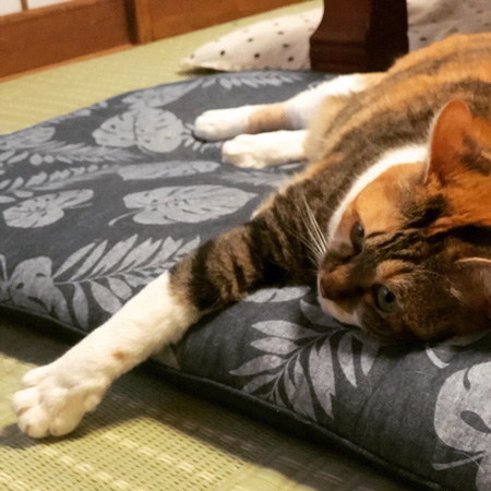 座布団の上で足をのばすウメ様