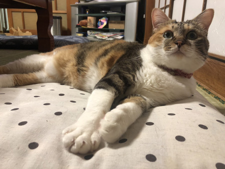 前足をこちらに伸ばすウメ様