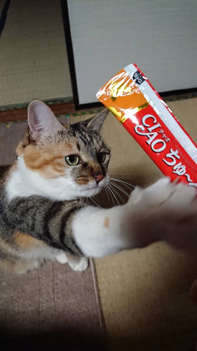 ちゅーるとウメ様