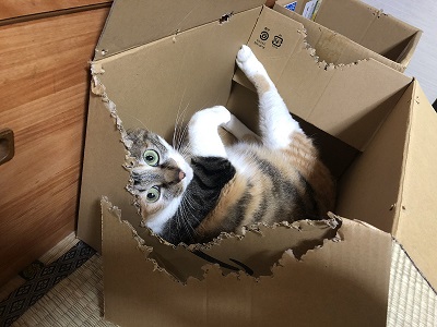 グラドルウメ様