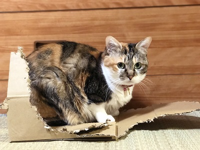 グラドルウメ様