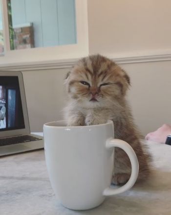 マグカップと子ネコちゃん