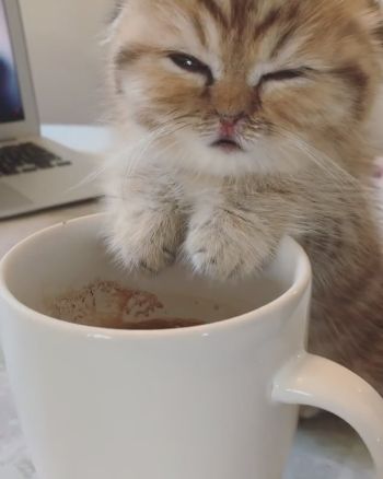 マグカップと子ネコちゃん