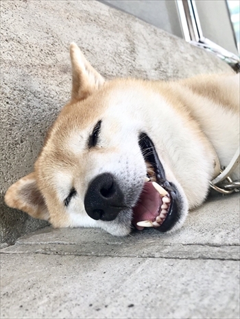 びっくりしたワンちゃん