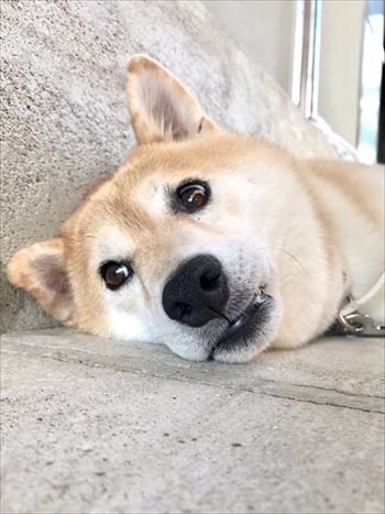 びっくりしたワンちゃん