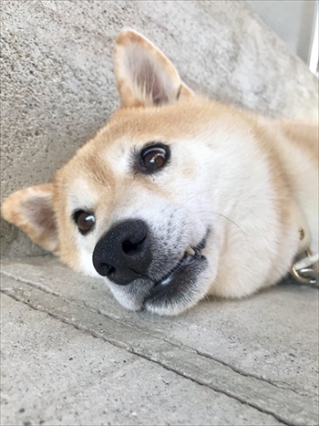 びっくりしたワンちゃん