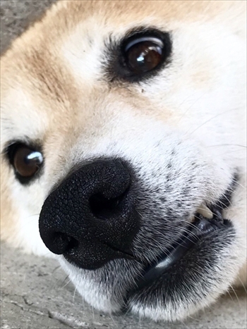 びっくりしたワンちゃん