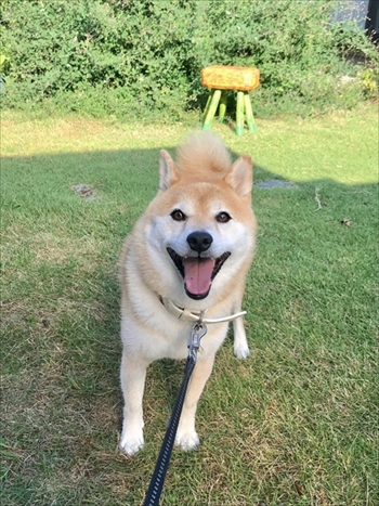 びっくりしたワンちゃん