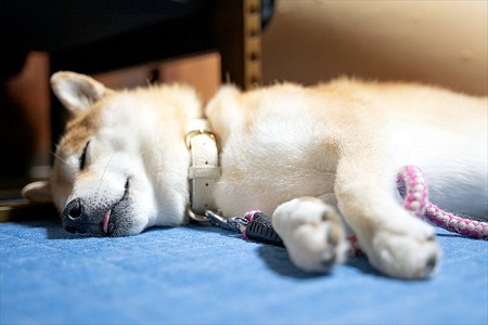 びっくりしたワンちゃん