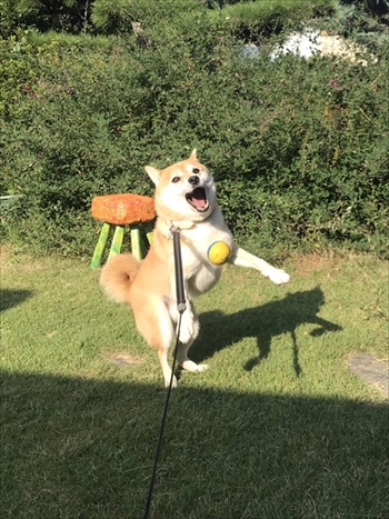 びっくりしたワンちゃん