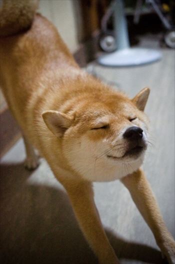 びっくりしたワンちゃん