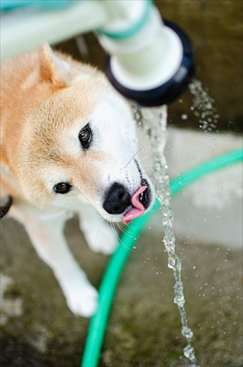 びっくりしたワンちゃん