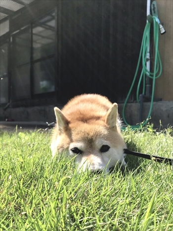 びっくりしたワンちゃん