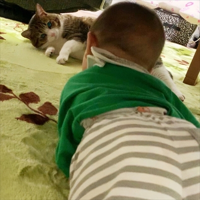 猫のすずめちゃん