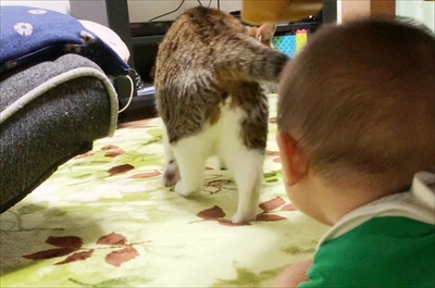 猫のすずめちゃん