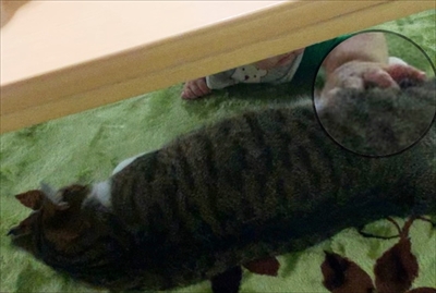 猫のすずめちゃん