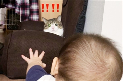 猫のすずめちゃん