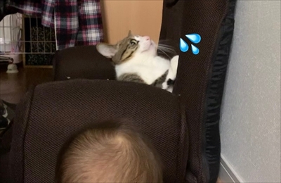 猫のすずめちゃん