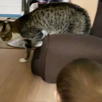 猫のすずめちゃん