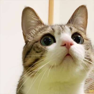 猫のすずめちゃん