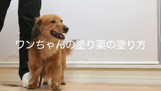 ペット手帳 ワンコ 塗り薬