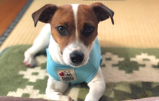 ペット手帳 ワンコ 塗り薬