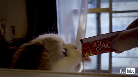 ちゅ〜るを食べる猫アップ