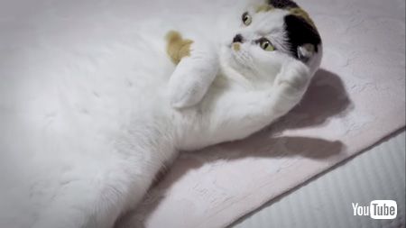 ベッドの上でシェーする猫