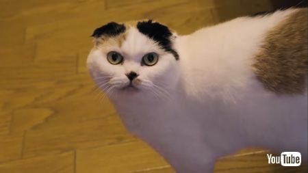 フローリングと猫アップ