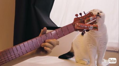 ちゅ〜るギターからちゅ〜るを食べる猫アップ