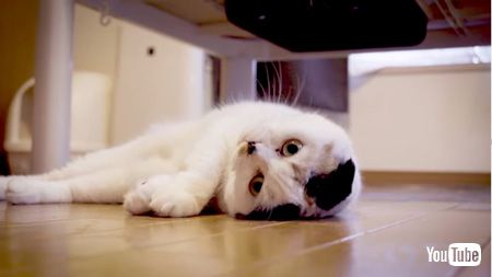 ムー・ギターの猫