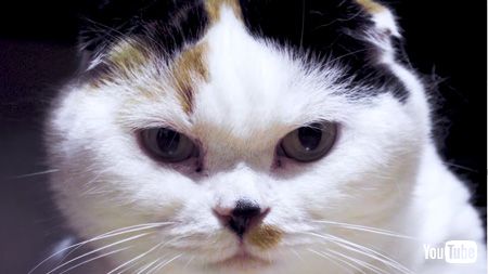 タピオカ・ギターの猫