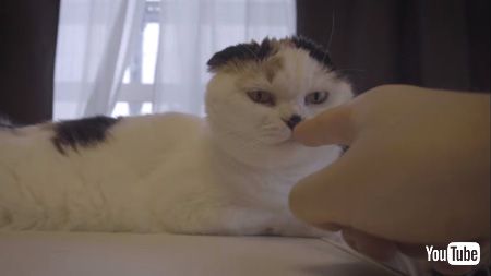 猫未テイク集より