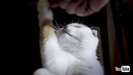 昇竜拳ねこアップ