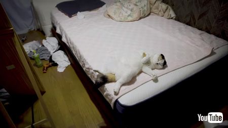 ベッドの上で寝る猫