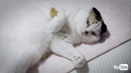 ベッドの上で寝る猫アップ