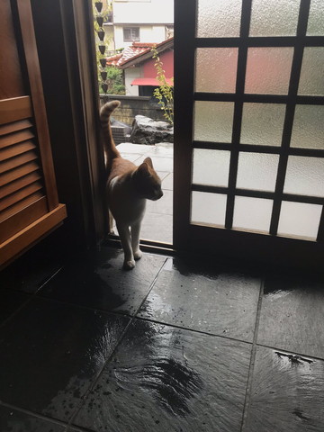 猫が雨宿り