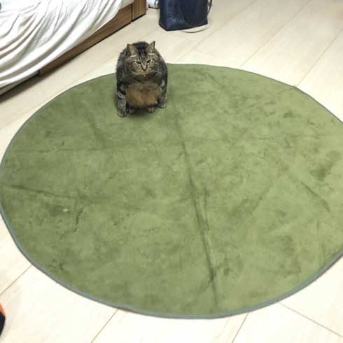 猫の座り方