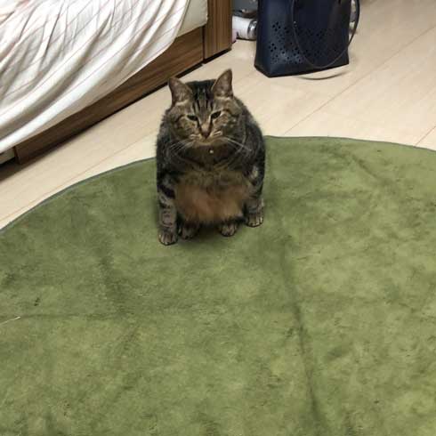 変な座り方 体育座り 猫 イサム ハマジ 表情 仲間 うちも