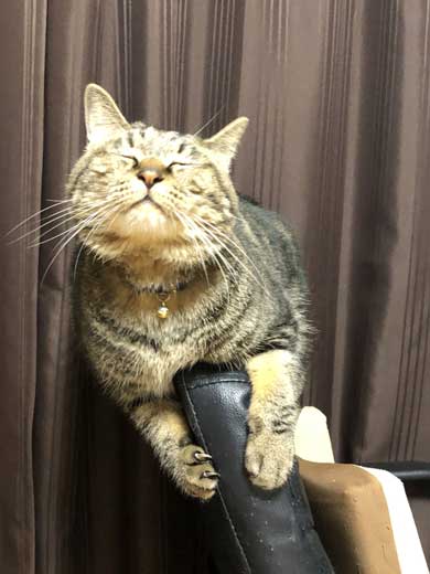 変な座り方 体育座り 猫 イサム ハマジ 表情 仲間 うちも