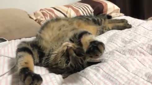 変な座り方 体育座り 猫 イサム ハマジ 表情 仲間 うちも