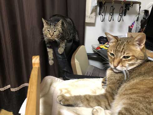 変な座り方 体育座り 猫 イサム ハマジ 表情 仲間 うちも