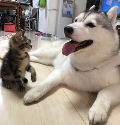 変な座り方 体育座り 猫 イサム ハマジ 表情 仲間 うちも